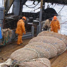 ВАРПЭ предложила усовершенствовать подходы к прогнозированию рыбных запасов