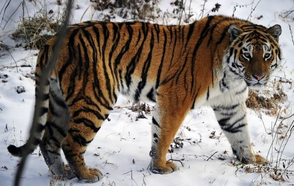 В Приморье ловят тигра, убившего больше 10 собак на юге края