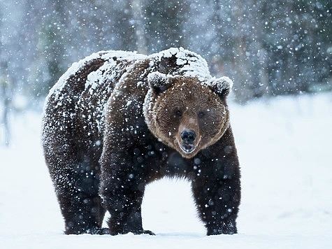Охоту на медведя в Коми предложили сделать коммерческой