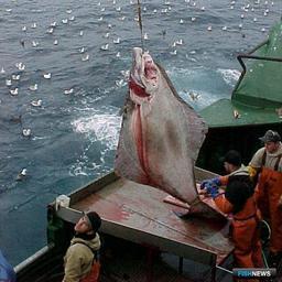 Ярусоловы против поправок в правила рыболовства для Дальнего Востока